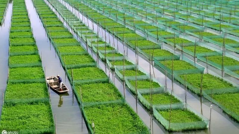 合作社成员分红方案：关键要素与撰写指南