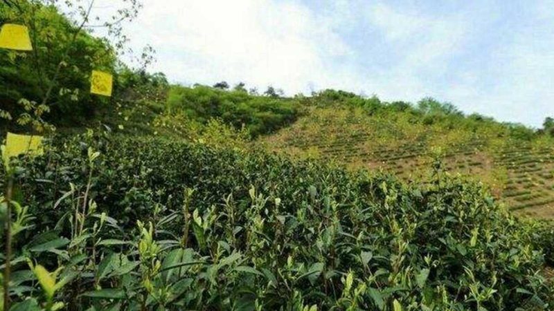 农民专业合作社注销公示期：了解流程，保障权益