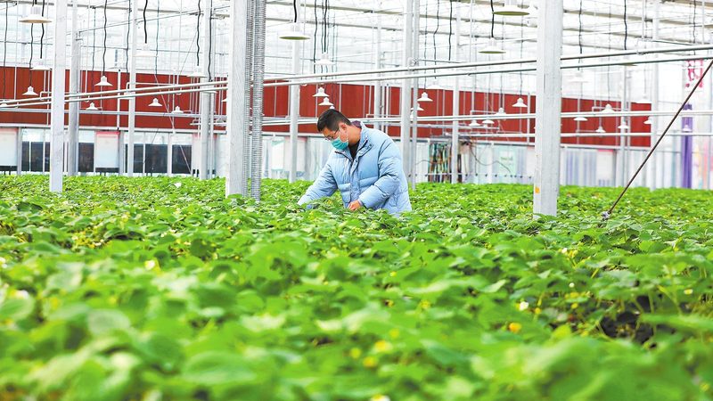 在种子批发市场进货时，首先要关注种子的质量。优质种子应具备以下特点：
