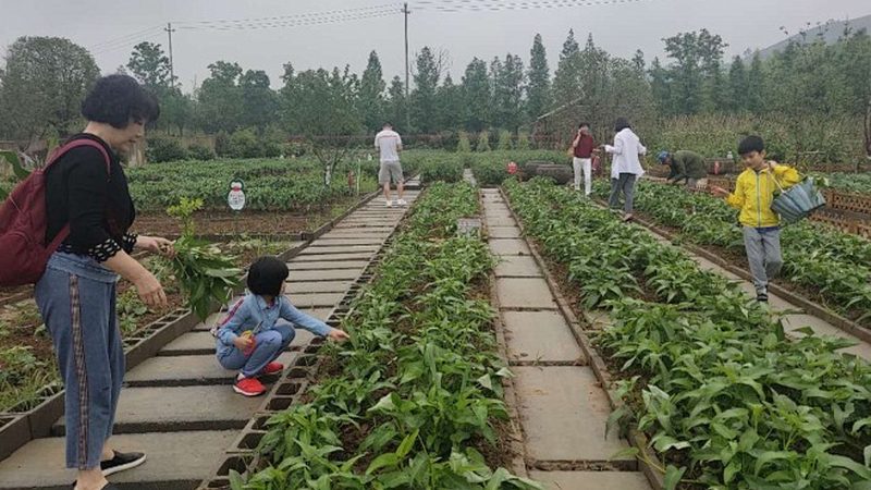 绿色食品认证查询系统：守护舌尖上的安全