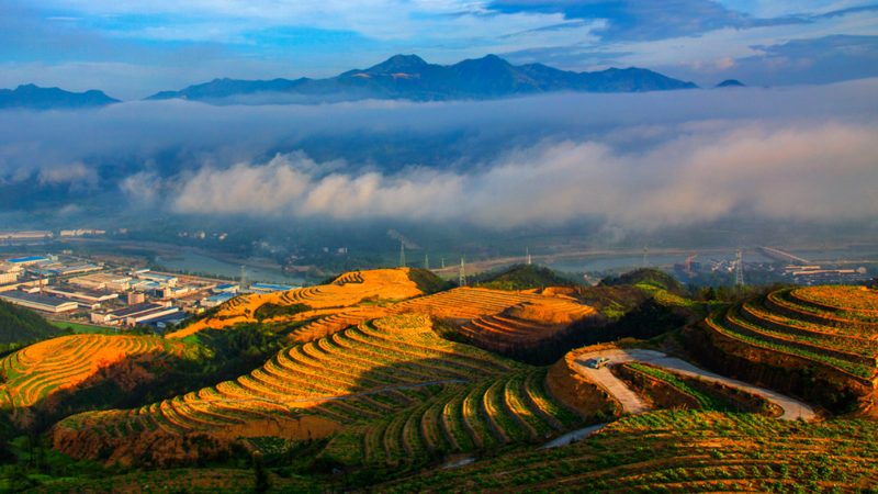 山东农业种植技术公司定制方案：因地制宜，精准提升亩产效益