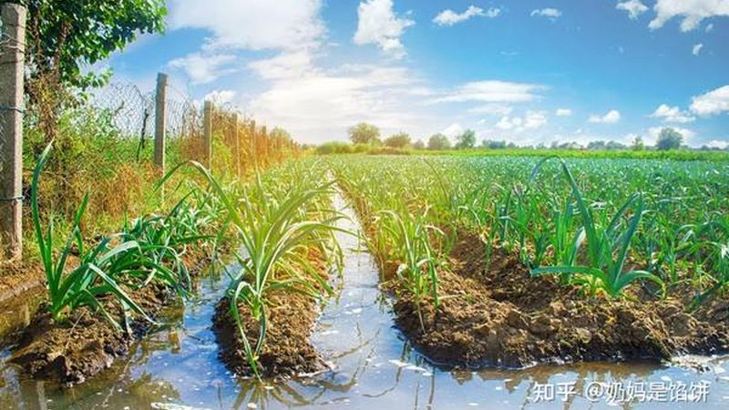 农场研学基地：收费标准背后的考量因素**