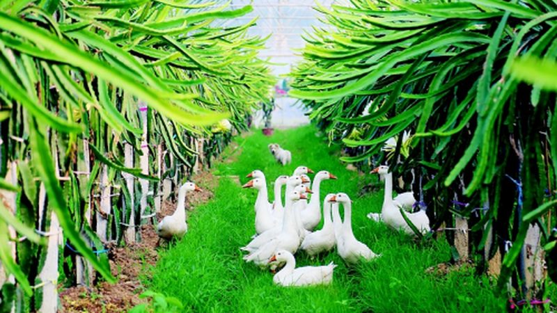 云南农业种植技术培训学校：提升种植技能，助力丰收之路